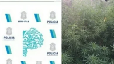 Secuestraron un árbol de marihuana de 3 metros