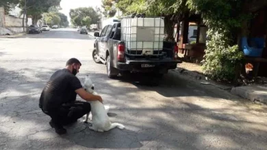 Personal policial asistió a perros y caballos callejeros