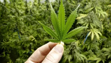 La Corte Suprema debatirá el cultivo de cannabis y el derecho al olvido