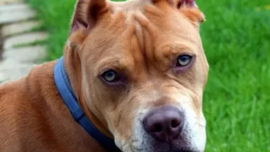 Otra niña está internada por la mordida de un Pitbull: La atacó en la cara