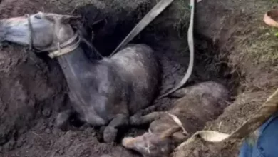 Rescataron a dos equinos que cayeron en un pozo ciego