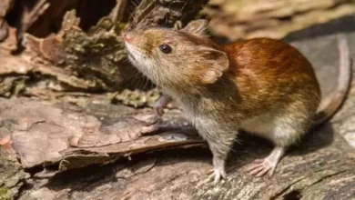 Los interesados pueden llamar al 4489100 y desde allí, los derivarán al área de vacunación donde se le asignará el día y la hora para que asista al Centro de Salud de Pellegrini 111.