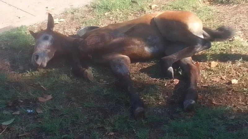 Se desconoce al dueño de los animales