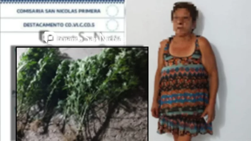 Buscaban objetos robados y hallaron tres plantas de marihuana de mas de un metro