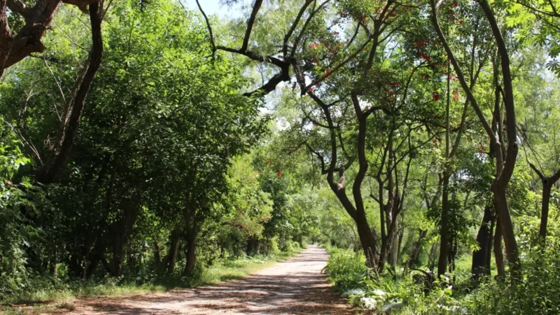 “Salvemos los Humedales Villa Constitución”: crear y preservar los espacios verdes como acción concreta ante el cambio climático