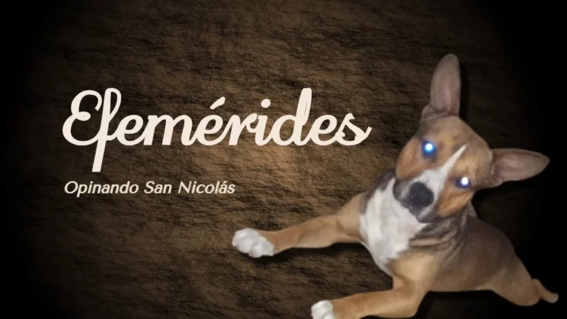 Perros Callejeros: Un Llamado a la Concienci